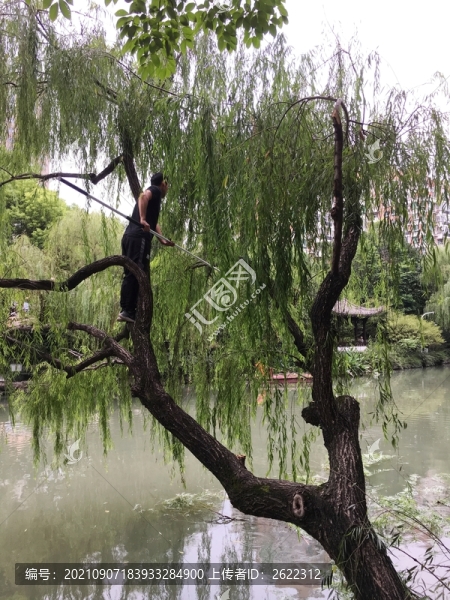 河面上修剪樹枝
