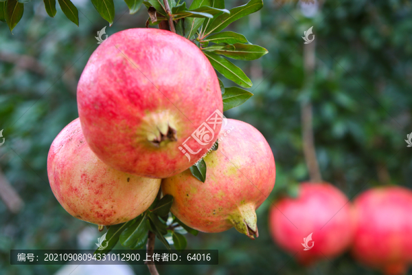 紅色石榴