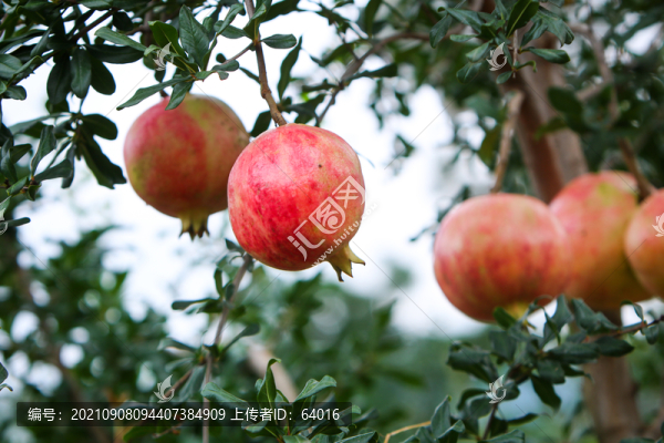 石榴季節(jié)