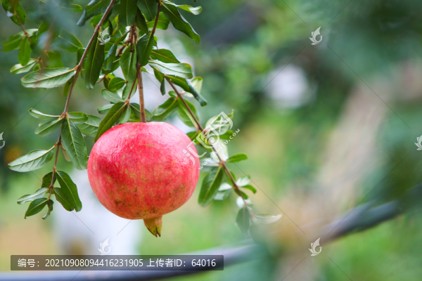 石榴紅了