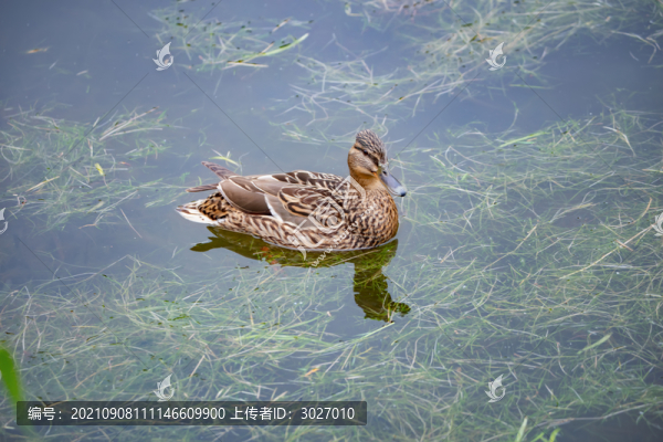 圓明園野鴨
