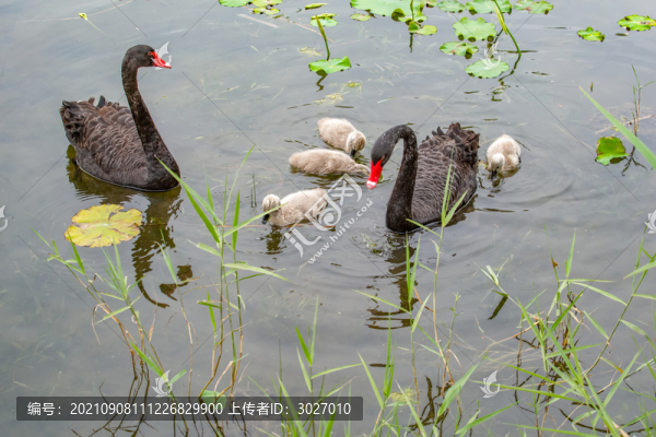 圓明園黑天鵝