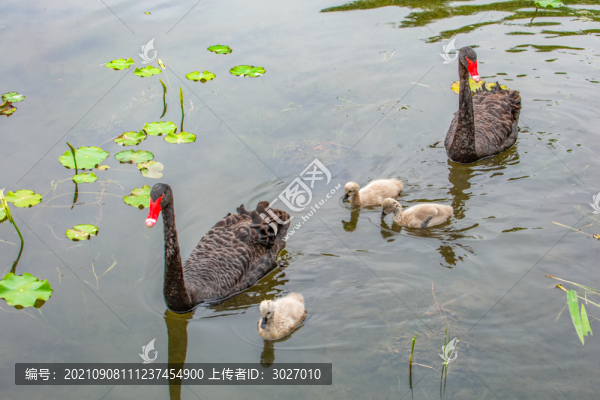 圓明園黑天鵝