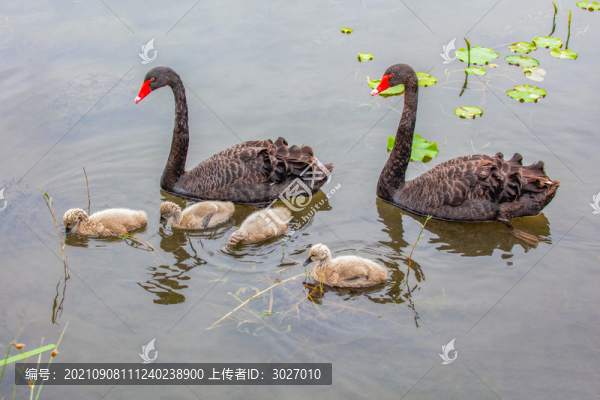 圓明園黑天鵝