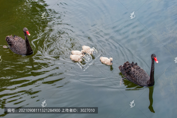圓明園黑天鵝