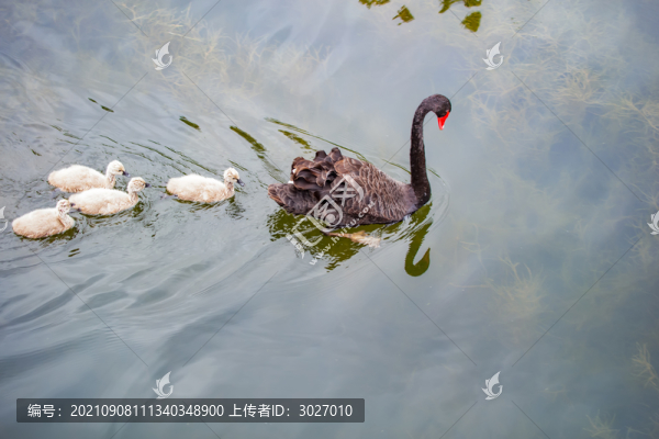 圓明園黑天鵝
