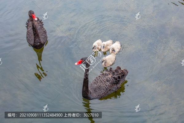 圓明園黑天鵝