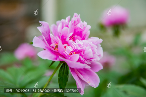 潭柘寺毗盧閣殿前牡丹