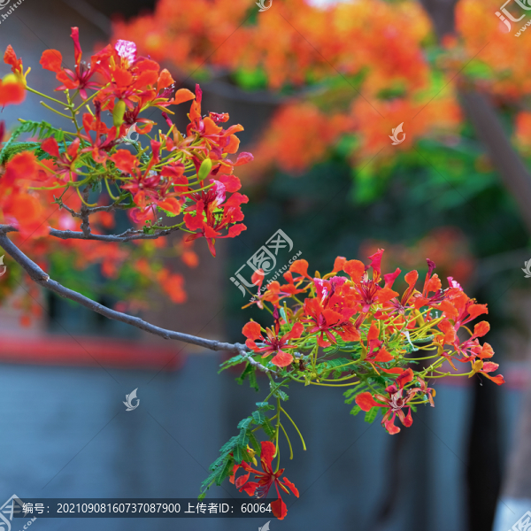 鳳凰花開