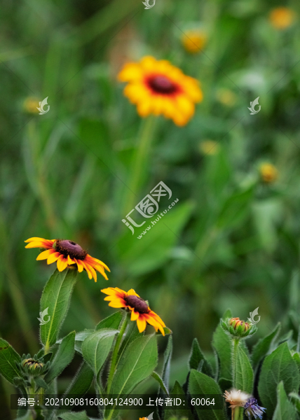 菊