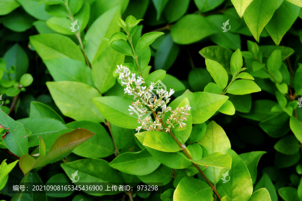 女貞花朵綠化植物