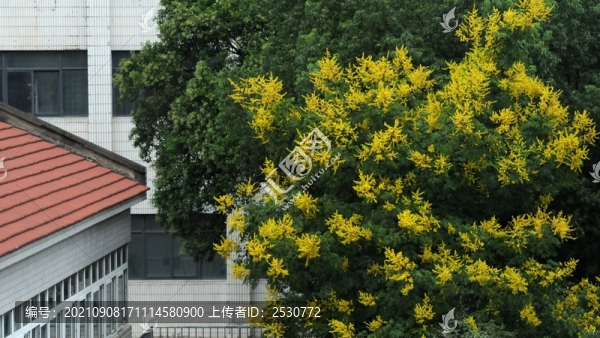 欒樹