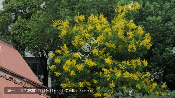 欒樹