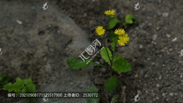 黃鵪菜