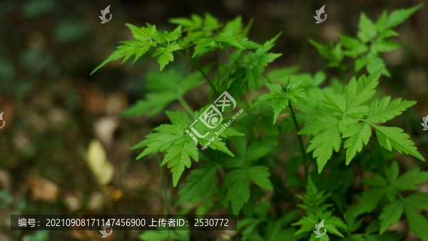 倒地鈴