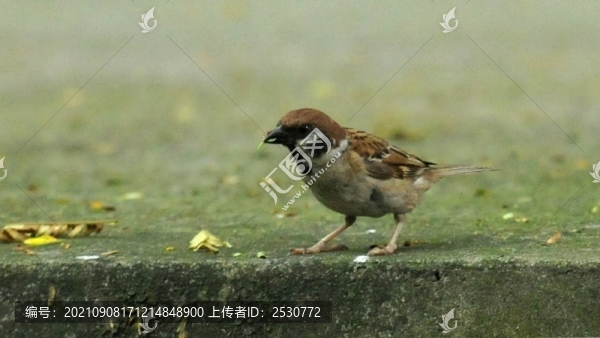 麻雀