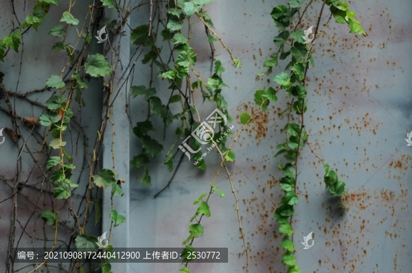 地錦