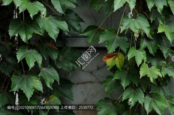 地錦