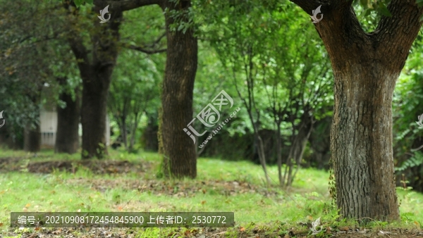樟樹