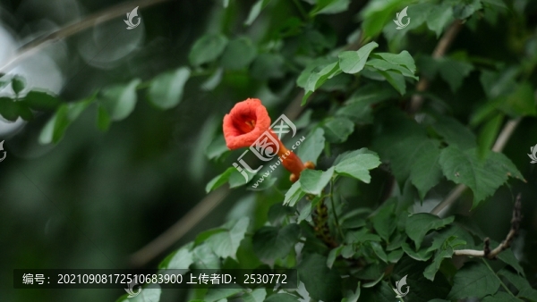 凌霄