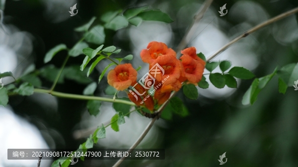 凌霄