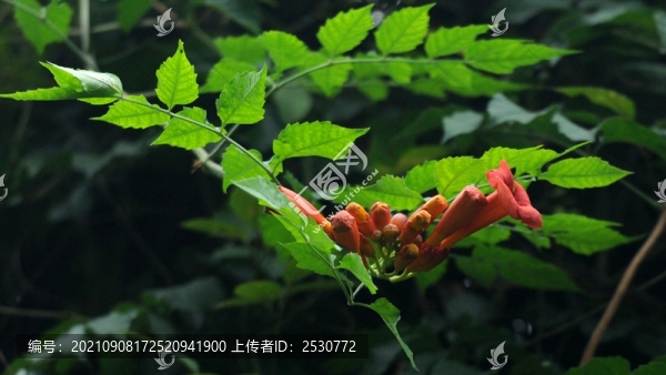 凌霄