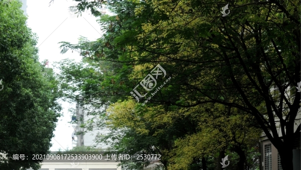 秋林