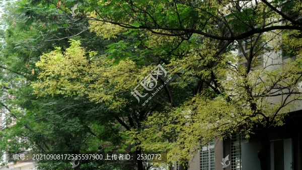 秋林