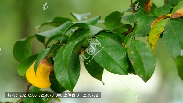桂木