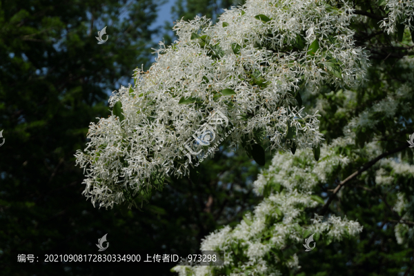 流蘇樹(shù)四月雪