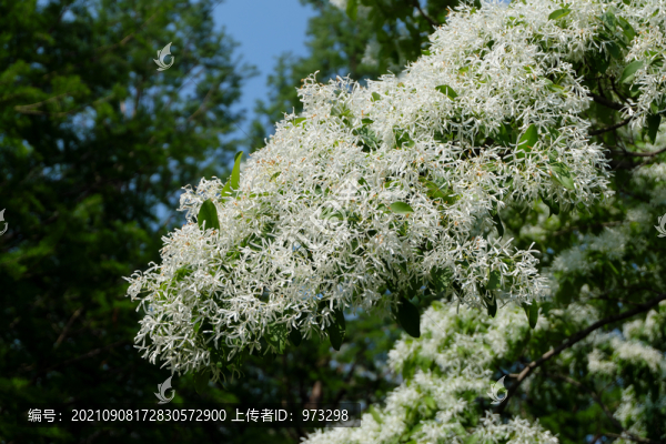 流蘇樹(shù)四月雪
