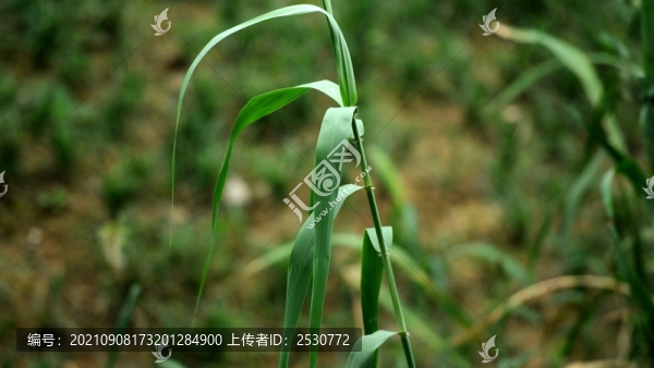 蘆葦