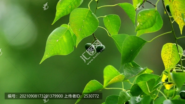 烏桕