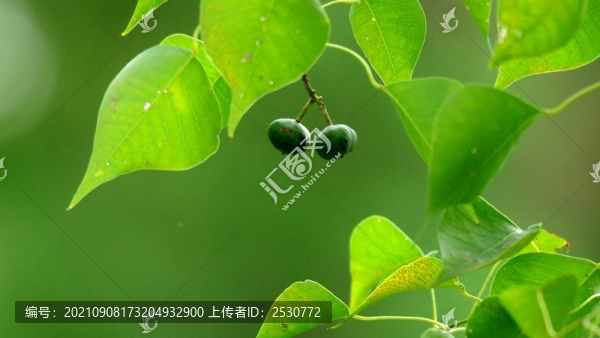 烏桕