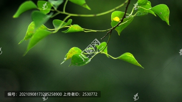 烏桕