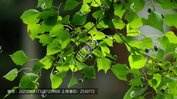 烏桕