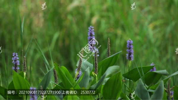 梭魚草