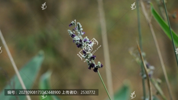 再力花