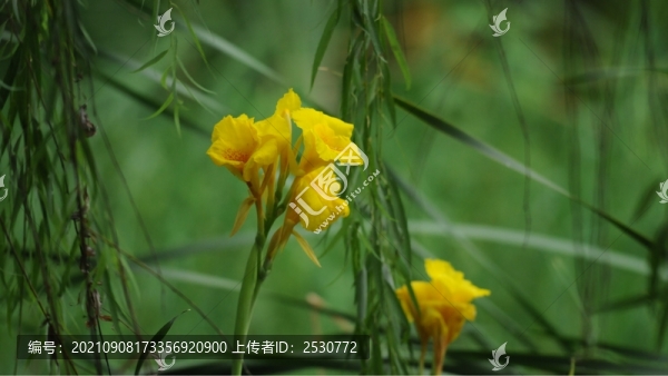 美人蕉