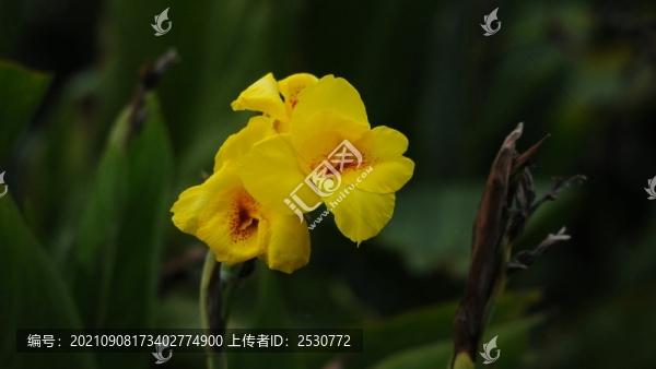 美人蕉