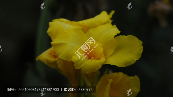 美人蕉