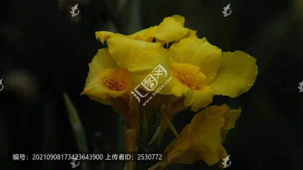 美人蕉