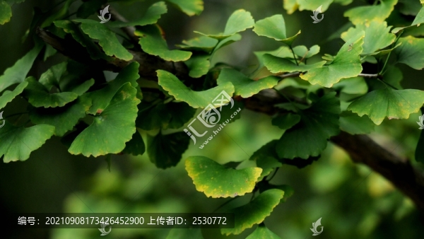 銀杏