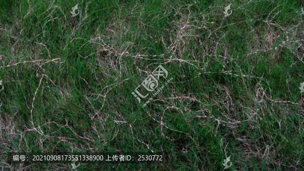 狗牙根