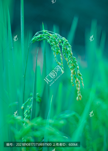 成熟的水稻