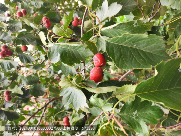 山楂紅果實