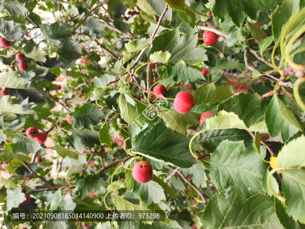 山楂紅果實(shí)