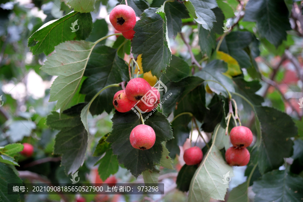 山楂紅果子