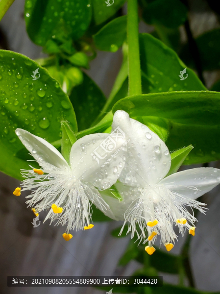白花紫露草