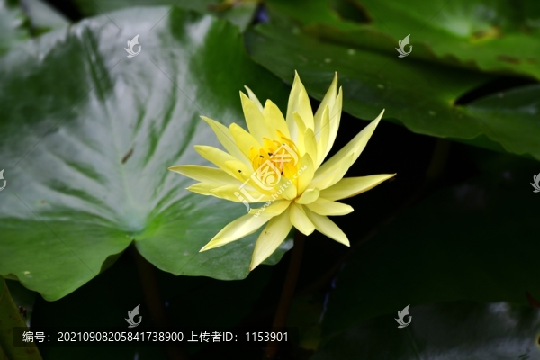 睡蓮